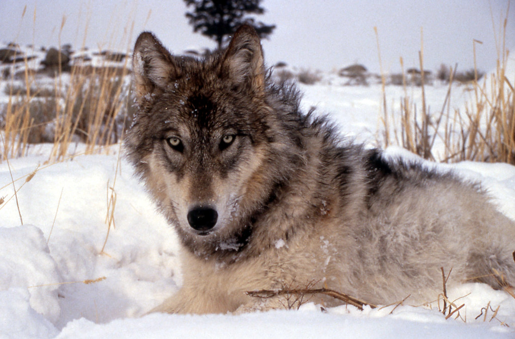 Grey Wolf, endangered species